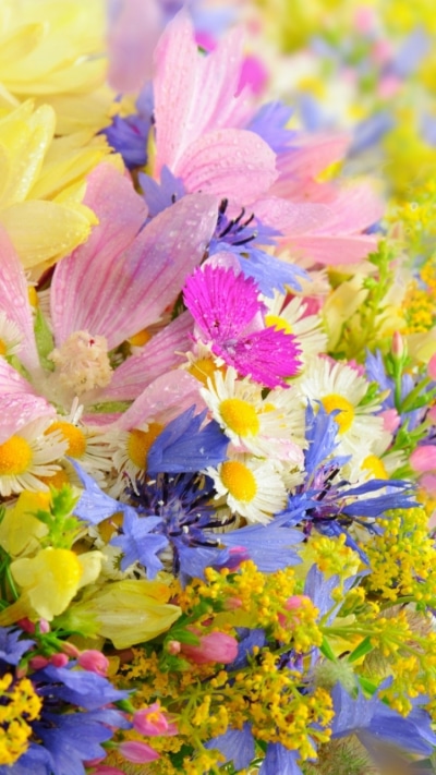 Artistic Flower, Pastel, 750x1334