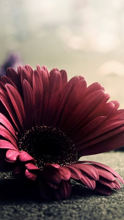 Earth Flower, 750x1334