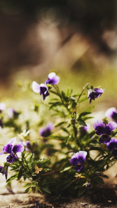 Earth Flower, 750x1334