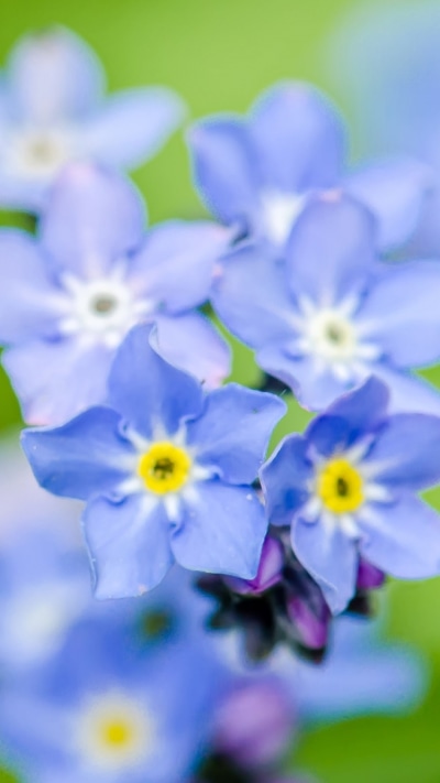 Earth Flower, 750x1334