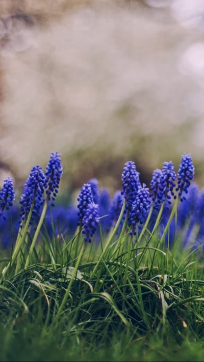 Earth Flower, 750x1334