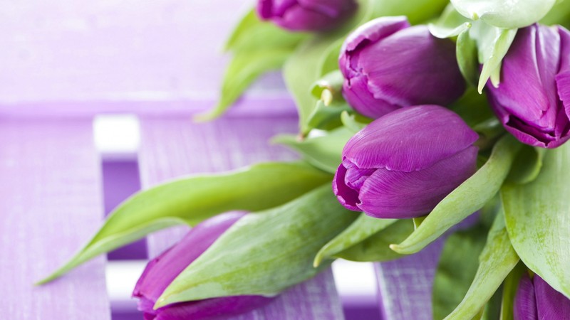 flowers, tulips, 4k