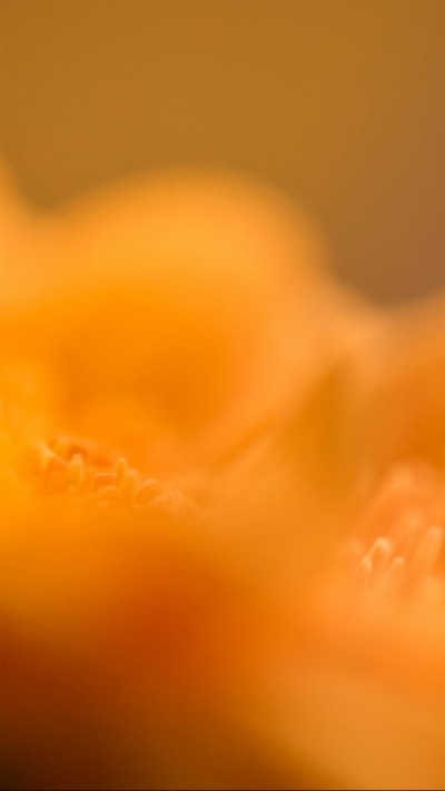 Earth Flower, Water Drop, 750x1334