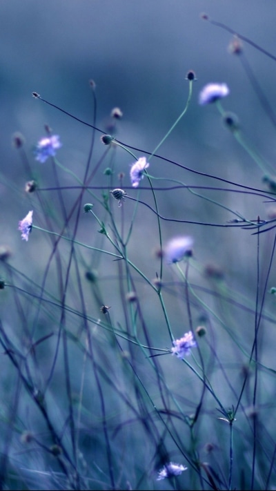 Earth Flower, 750x1334