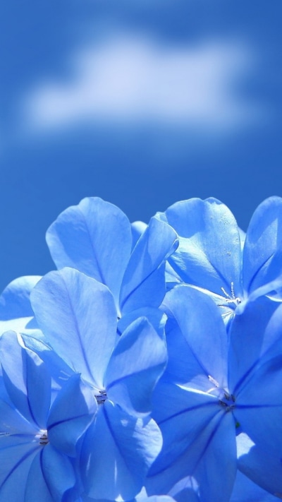 Earth Flower, Blue Flower, 750x1334