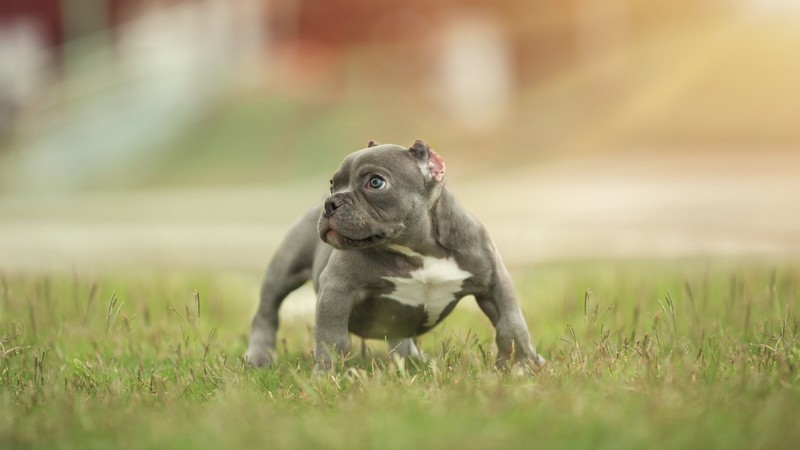 puppy, funny animals, 4K