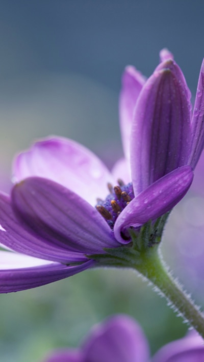 Earth Flower, 750x1334
