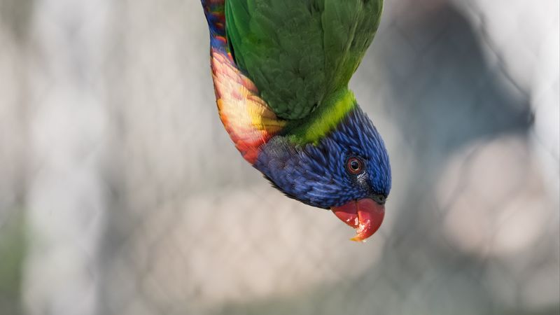 parrot, bird, feathers, multi-colored, 4k