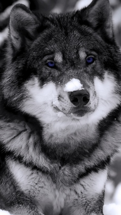 Animal Wolf, 750x1334