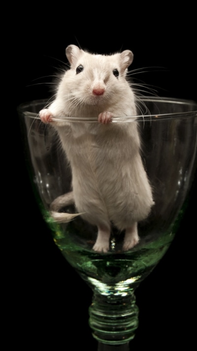 Animal Mouse, Cute, Glass, 750x1334