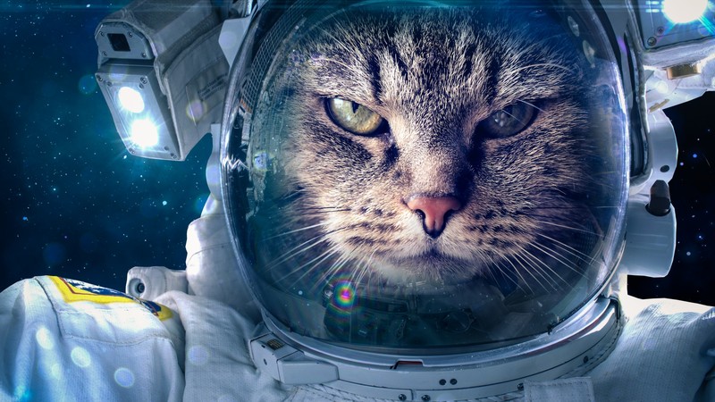 Astronaut, Funny animals, Cat, 4K