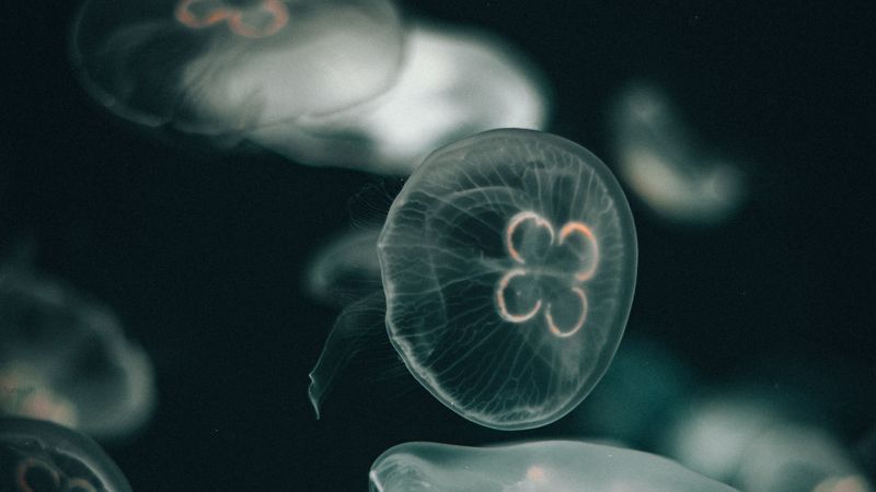 jellyfish, dark, under aquatic world, transparent, 4k
