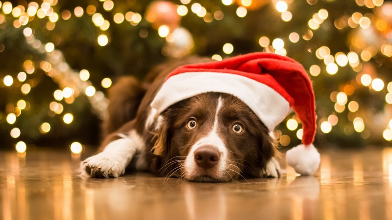 Christmas, New Year, dog, cute animals, 4K