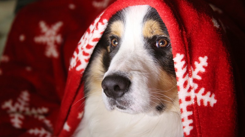dog, cute animals, 4K