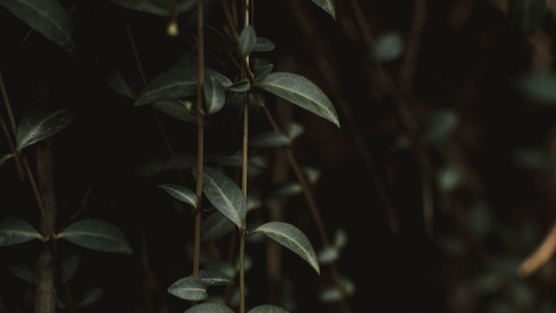 plant, leaves, green, closeup, 4k