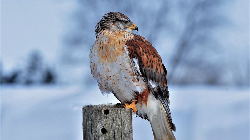 Ferruginous Hawk, bird, winter, snow, 4K