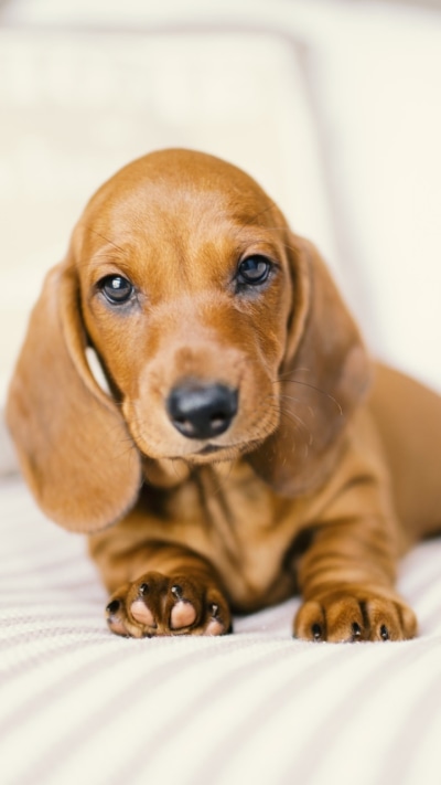 Animal Dachshund, Puppy, Baby Animal, Dog, 720x1280