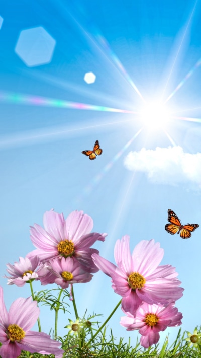 Earth Flower, Cosmos, Spring, Butterfly, 720x1280
