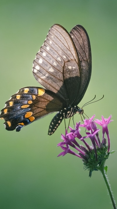 Animal Butterfly, Insect, Flower, 720x1280