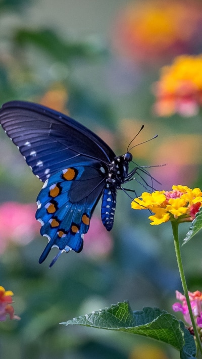 Animal Butterfly, Flower, Macro, Insect, 720x1280