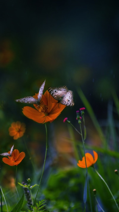 Animal Butterfly, Nature, Orange Flower, Flower, 720x1280
