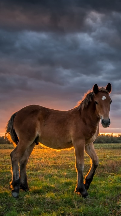 Animal Horse, Foal, Baby Animal, 720x1280