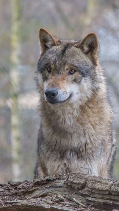 Animal Wolf, 720x1280