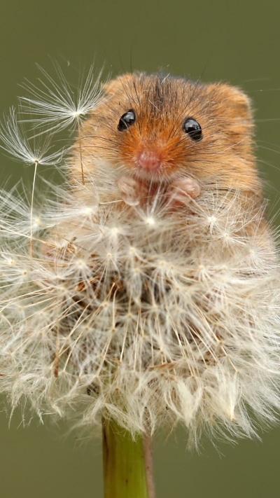 Animal Mouse, Macro, Rodent, Dandelion, 720x1280