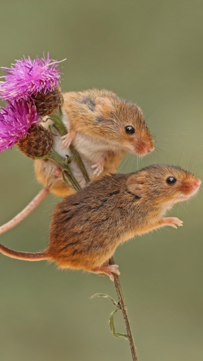 Animal Mouse, Rodent, 720x1280