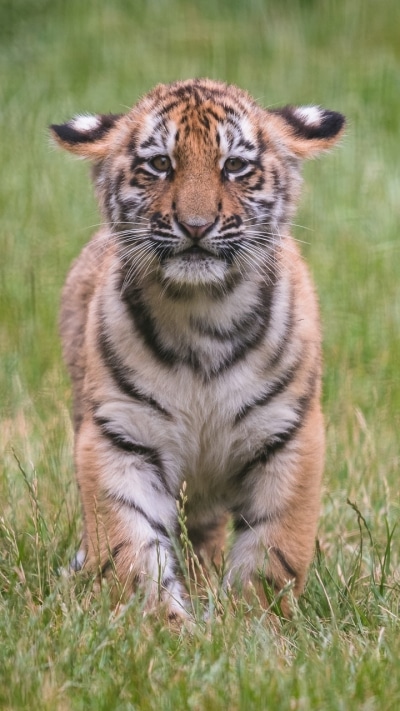 Animal Tiger, Cub, Baby Animal, 720x1280