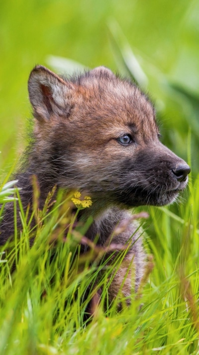 Animal Wolf, Cub, Baby Animal, 720x1280