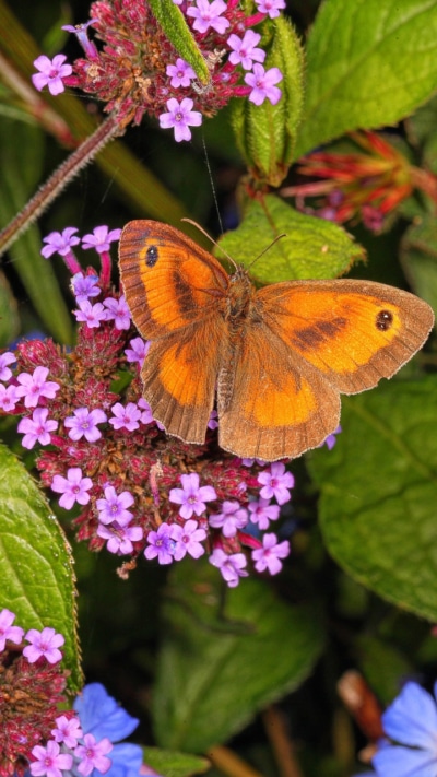 Animal Butterfly, Macro, Flower, 720x1280