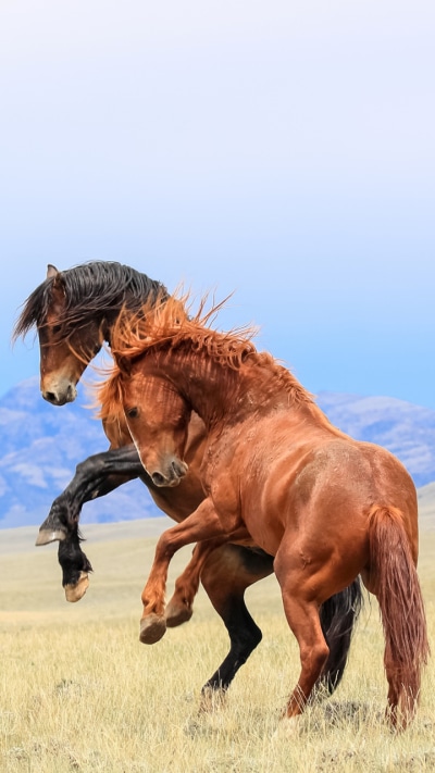 Animal Horse, Landscape, 720x1280