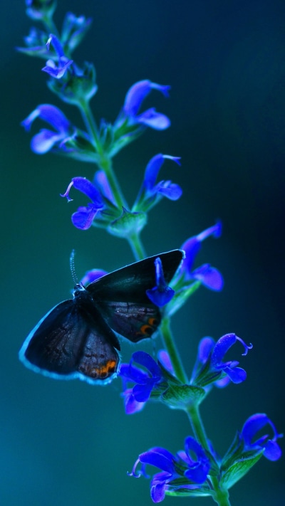 Animal Butterfly, Flower, 720x1280