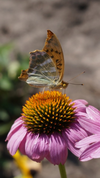 Animal Butterfly, Echinacea, Insect, Flower, Macro, 720x1280