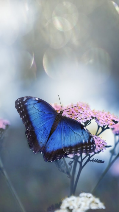 Animal Butterfly, Insect, Macro, Flower, 720x1280
