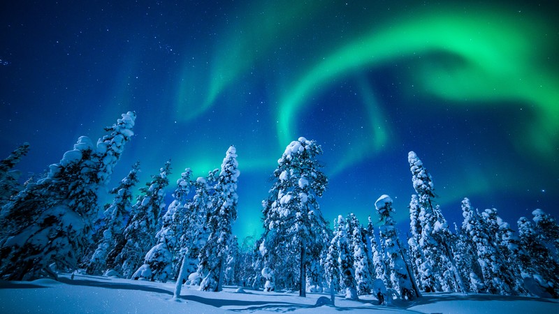Lapland, Finland, winter, snow, tree, night, northern lights, 4K