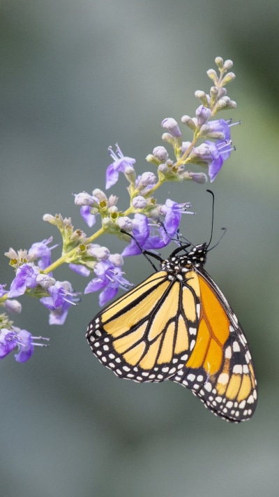 Animal Butterfly, Insect, Macro, Flower, 720x1280