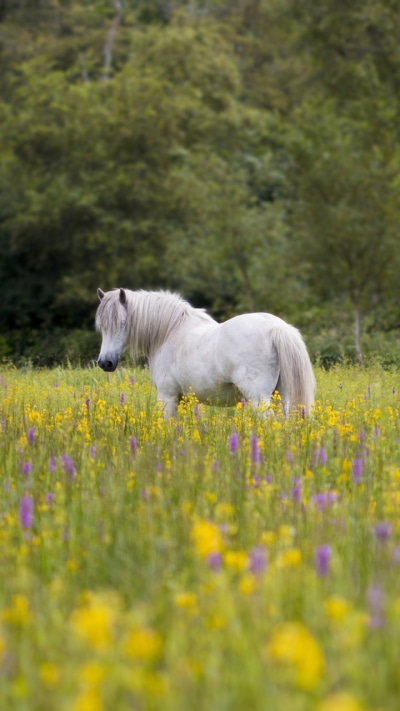 Animal Horse, Flower, Meadow, 720x1280
