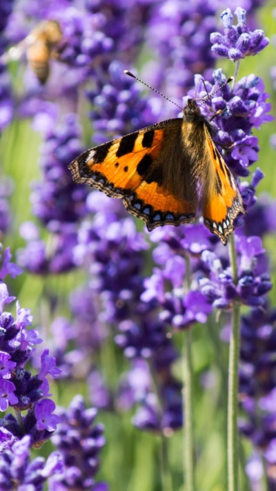 Animal Butterfly, Insect, Flower, Macro, Purple Flower, 720x1280