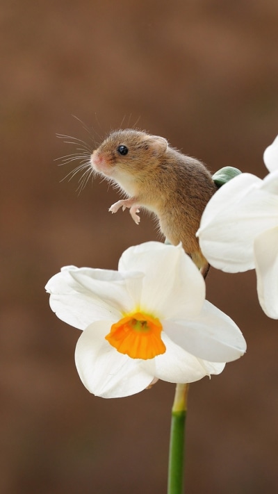 Animal Mouse, Flower, Rodent, Daffodil, White Flower, 720x1280