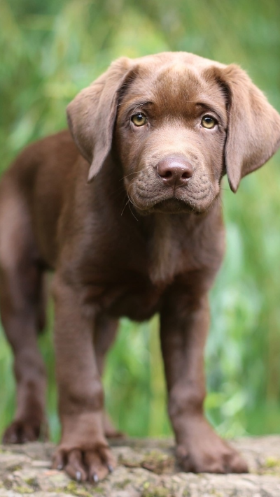 Animal Labrador Retriever, Baby Animal, Puppy, Cute, 720x1280