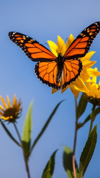 Animal Butterfly, Monarch Butterfly, Macro, Insect, Flower, 720x1280