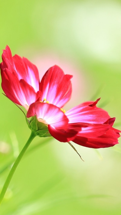 Earth Flower, Red Flower, Nature, 720x1280