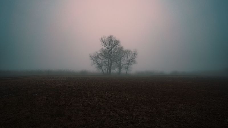 fog, gloomy, tree, 4k