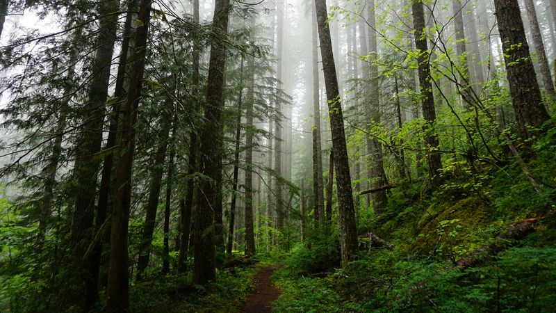 forest, trees, spruce, path, 4k