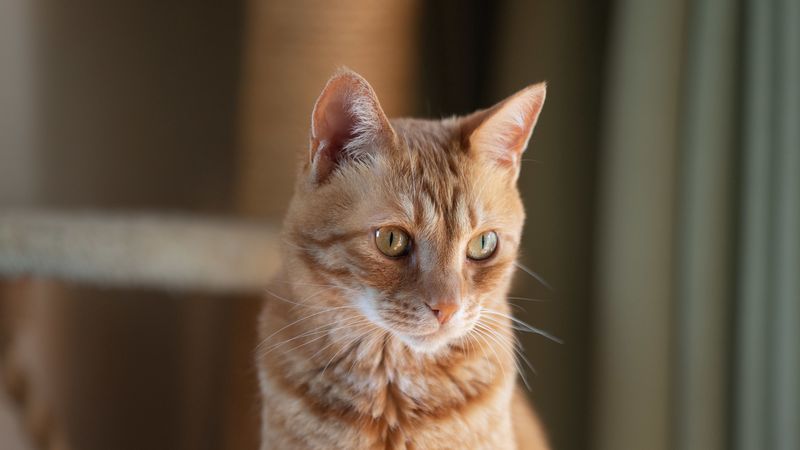 cat, pet, glance, orange, 4k