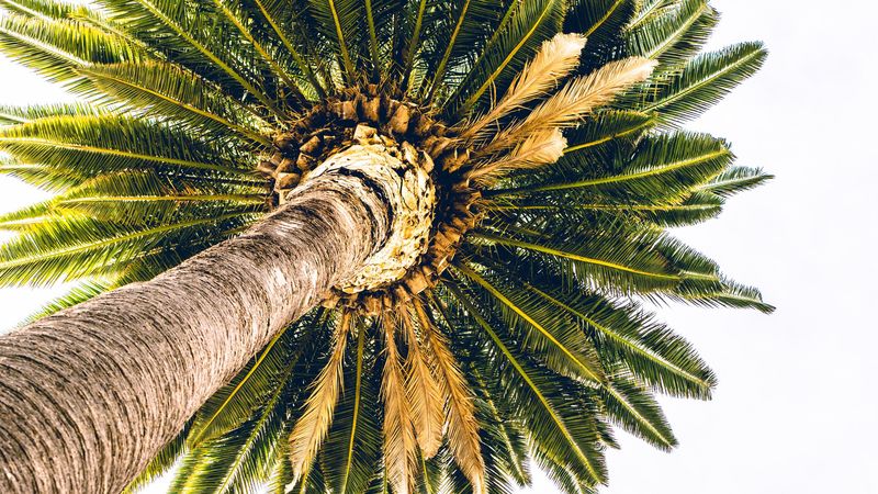palm, bottom view, minimalism, tree, 4k
