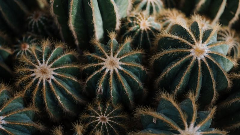 cactus, cacti, needles, plant, houseplant, 4k