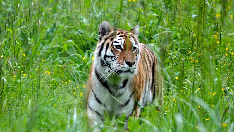 tiger, big cat, predator, grass, 4k